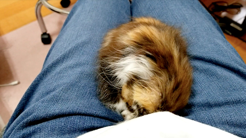 膝で眠る子猫