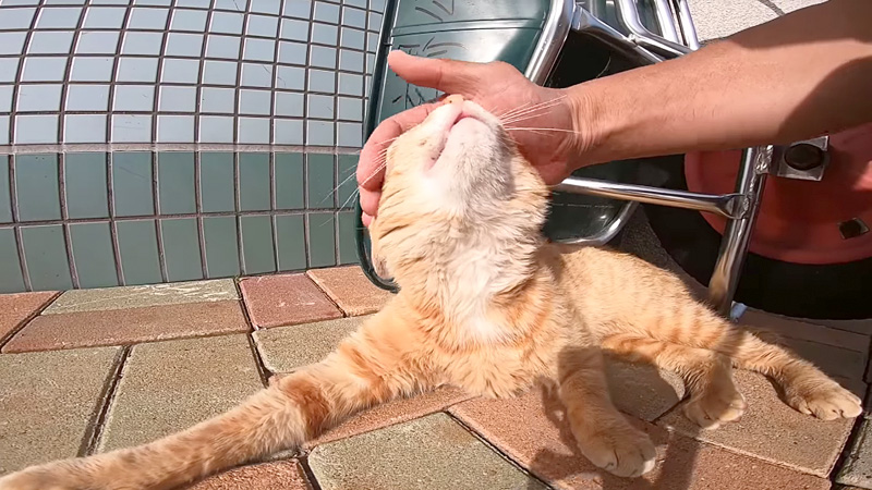 幸せそうな猫