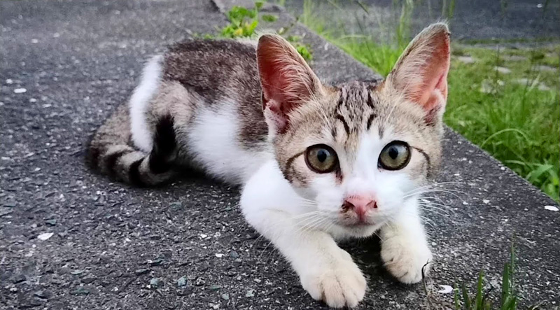 駐車場の子猫