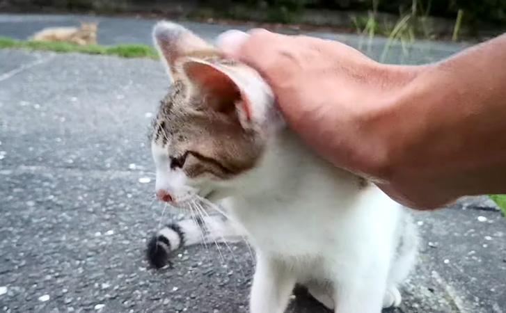 撫でられる子猫