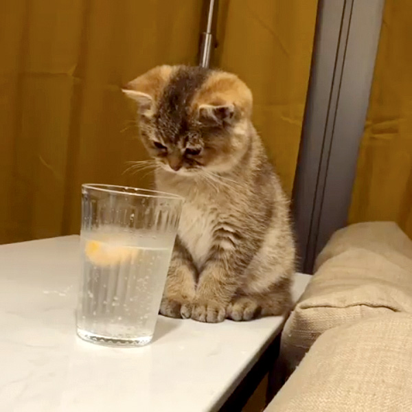 炭酸が気になる子猫