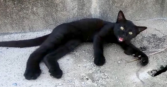日陰で寝ている黒猫さんを発見♪ こちらに気づくと勢いよく起き上がっ 