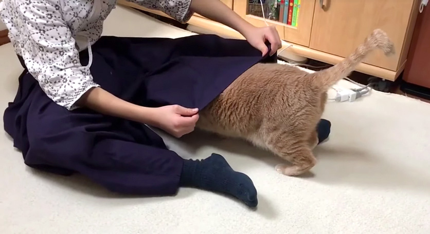 入る猫