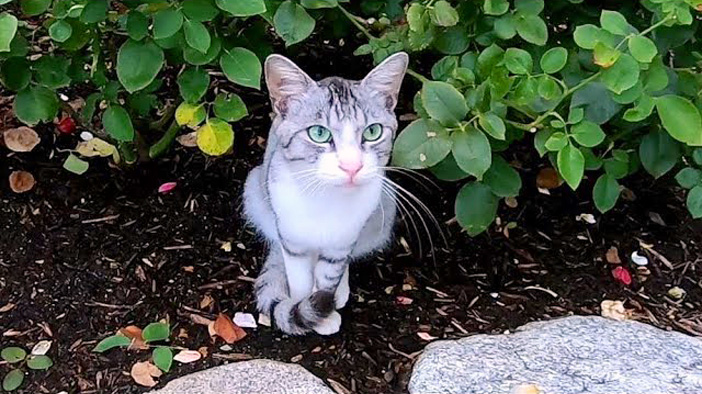 台風直後に公園に行くと野良猫が花壇で待っていた どうやら伝えたいことがたくさんあったようで次々と話しかけてきた エウレカ