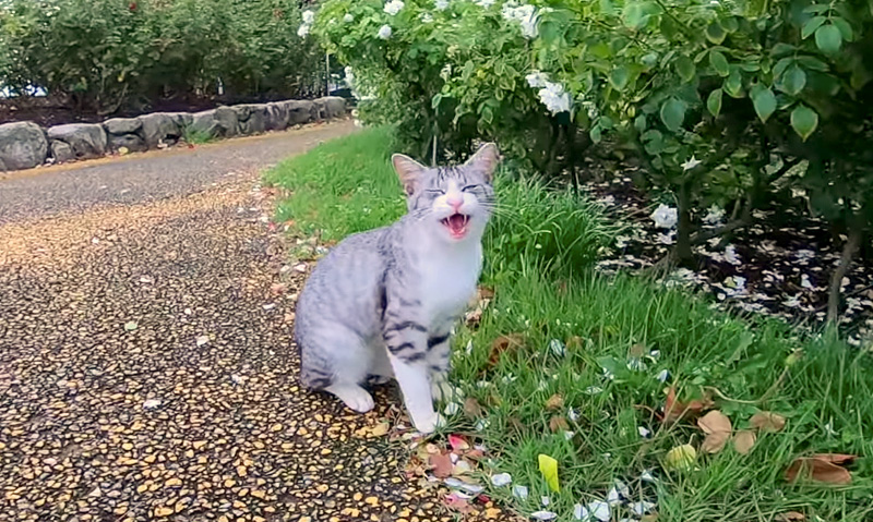 台風直後に公園に行くと野良猫が花壇で待っていた どうやら伝えたいことがたくさんあったようで次々と話しかけてきた エウレカ