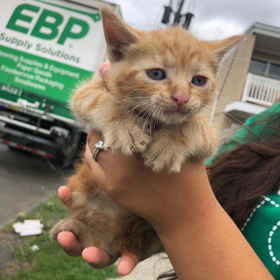 持たれる子猫