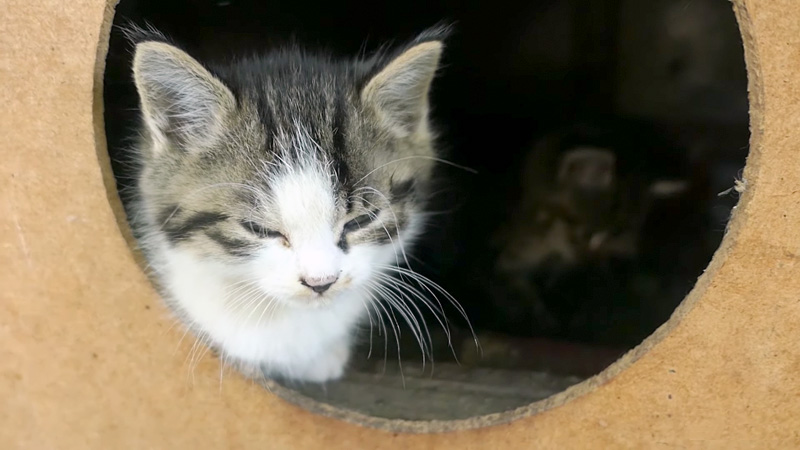 フレンドリーな子猫