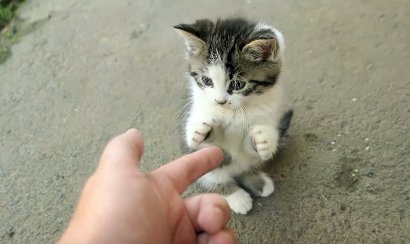 フレンドリーな子猫