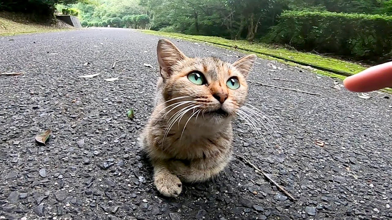 見上げる猫