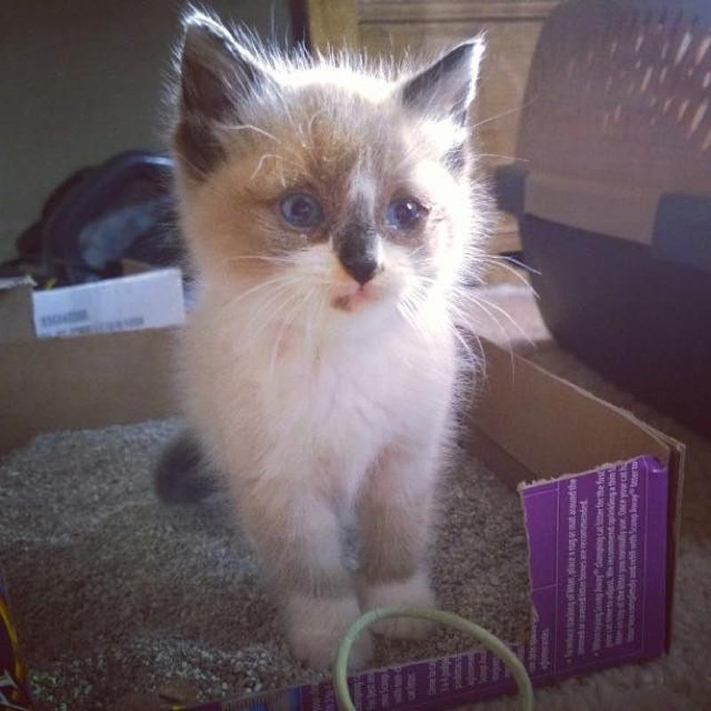 フワフワになった子猫