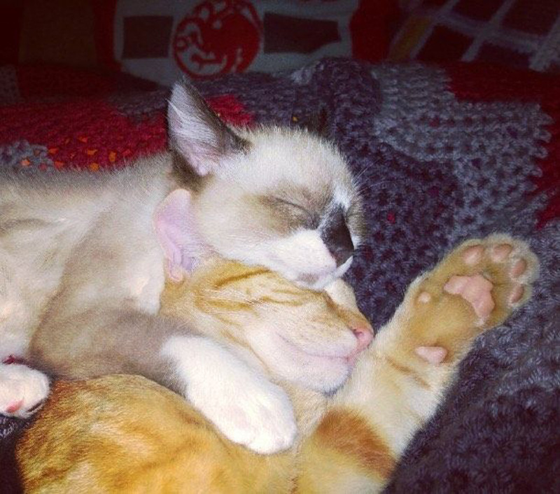 寄り添う猫達