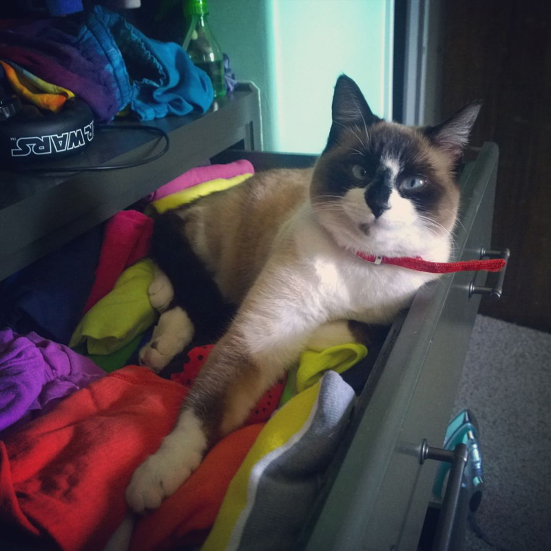 成長した保護猫