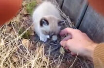 子猫を保護