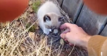 子猫を保護