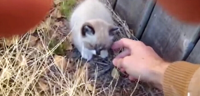 子猫を保護