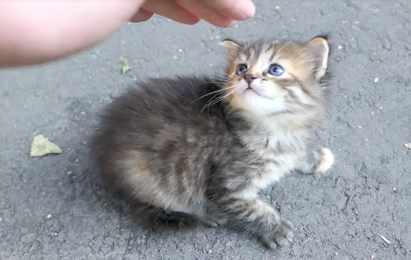 見上げる子猫