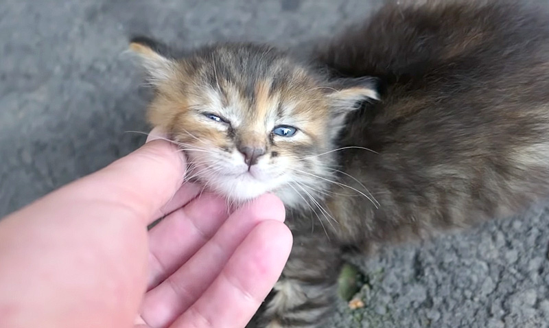 撫でられる子猫