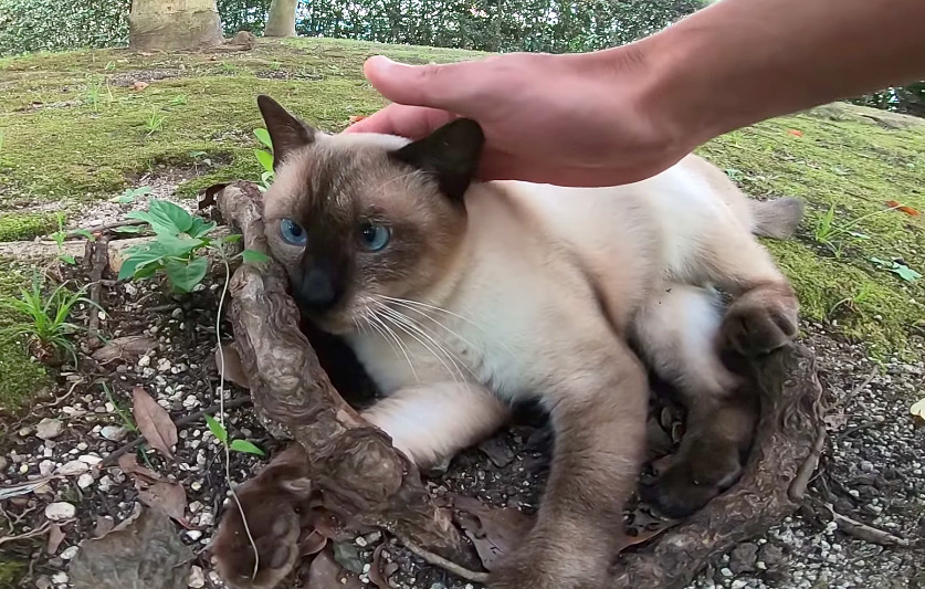 撫でられる猫