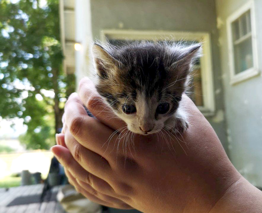 持たれる子猫