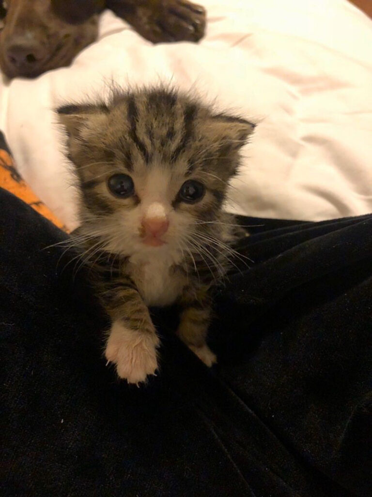 甘えん坊な子猫