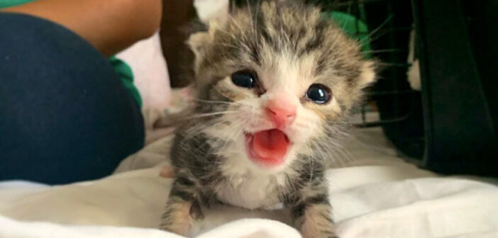 保護子猫