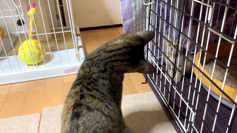 見つめる猫