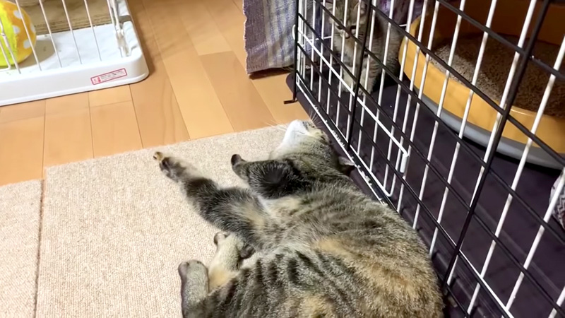 反応する猫