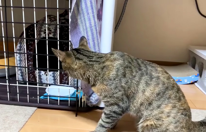 子猫を覗く猫