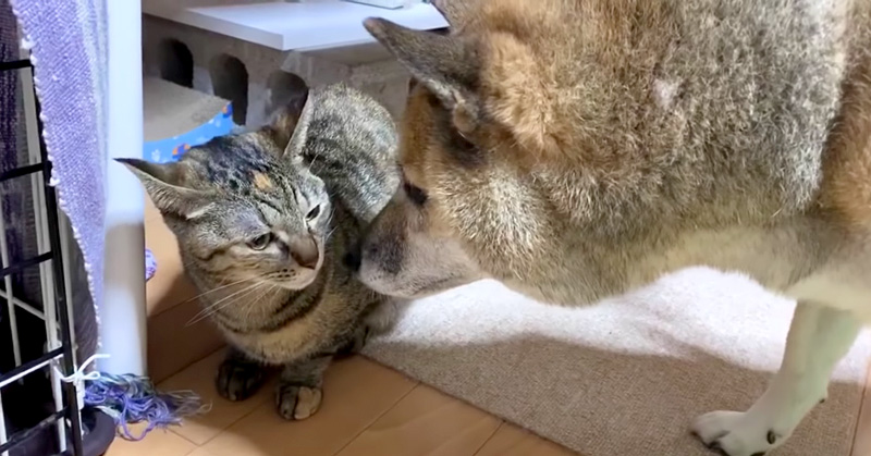 猫と柴犬