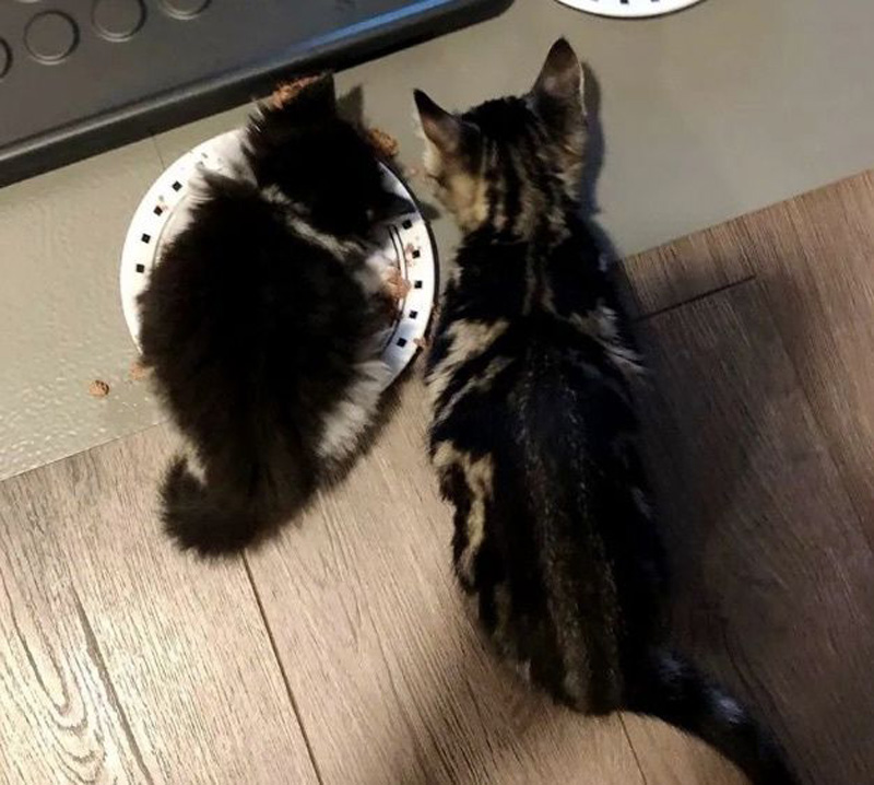 ご飯を食べる子猫