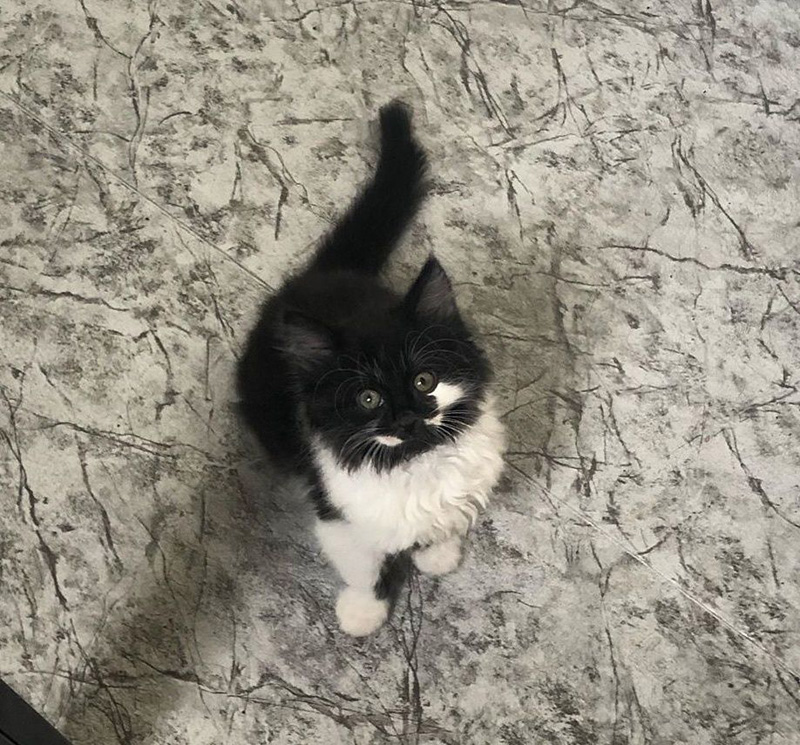 おねだりする子猫