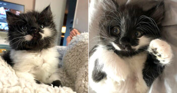 可愛い子猫