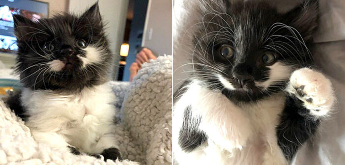 可愛い子猫