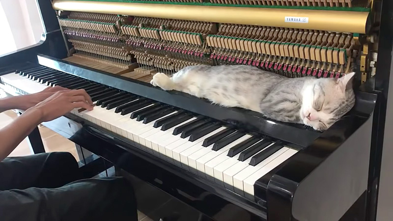 ピアノで寝る猫