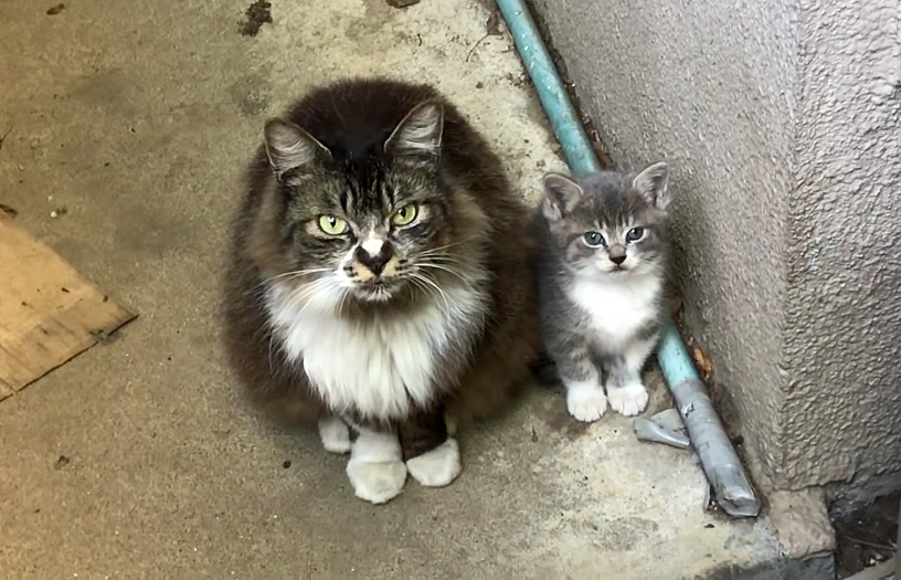 見上げる母猫と子猫