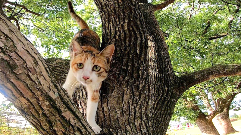 木から降りてくる猫
