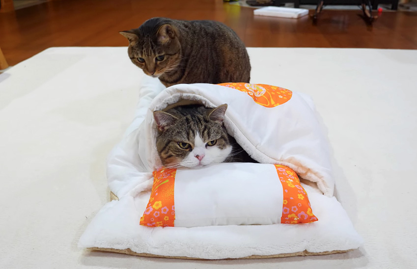 猫布団と猫