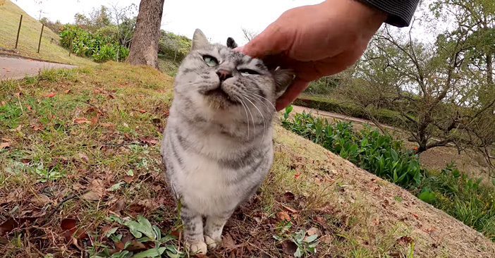 撫でられる猫さん