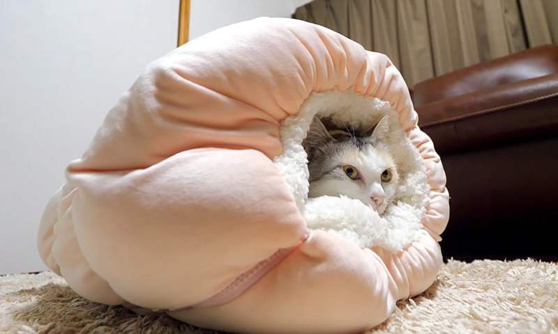 猫とベッド