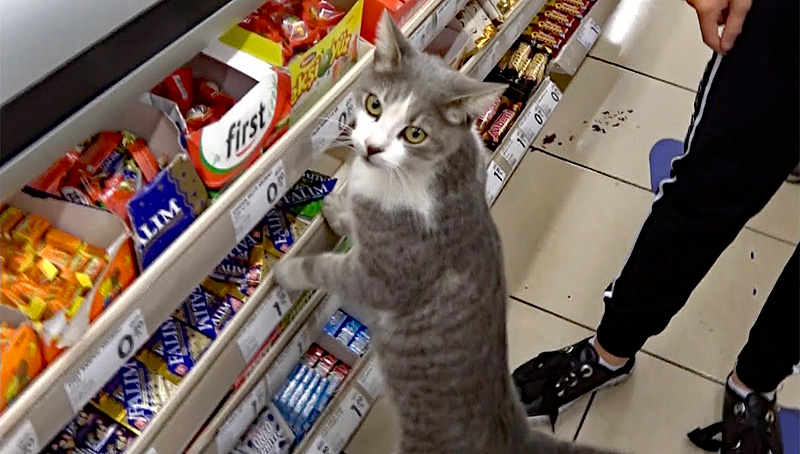 スーパーの中の猫