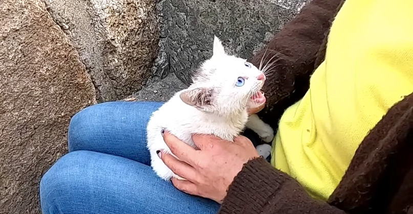 岩から救出された子猫