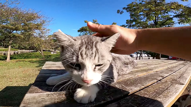 撫でられる猫さん