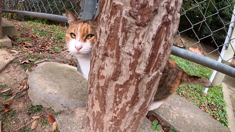 物陰に隠れる猫