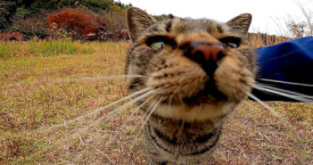 近づいてきた猫