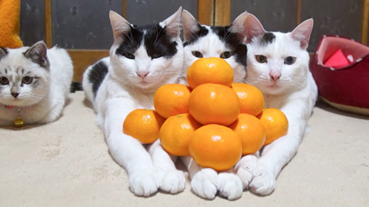 猫 手の上で ”みかんピラミッド” を完成させた猫達。しばらくするとボス猫