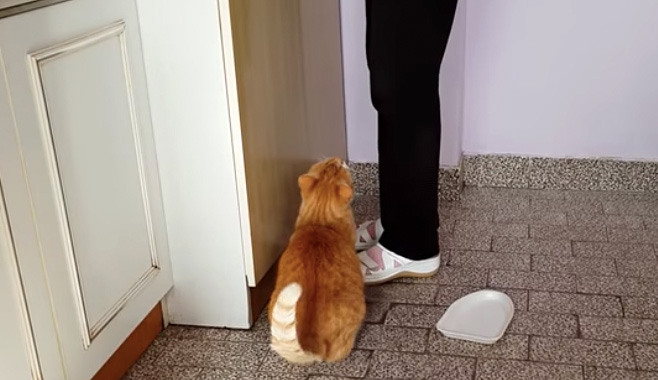 話しかける猫