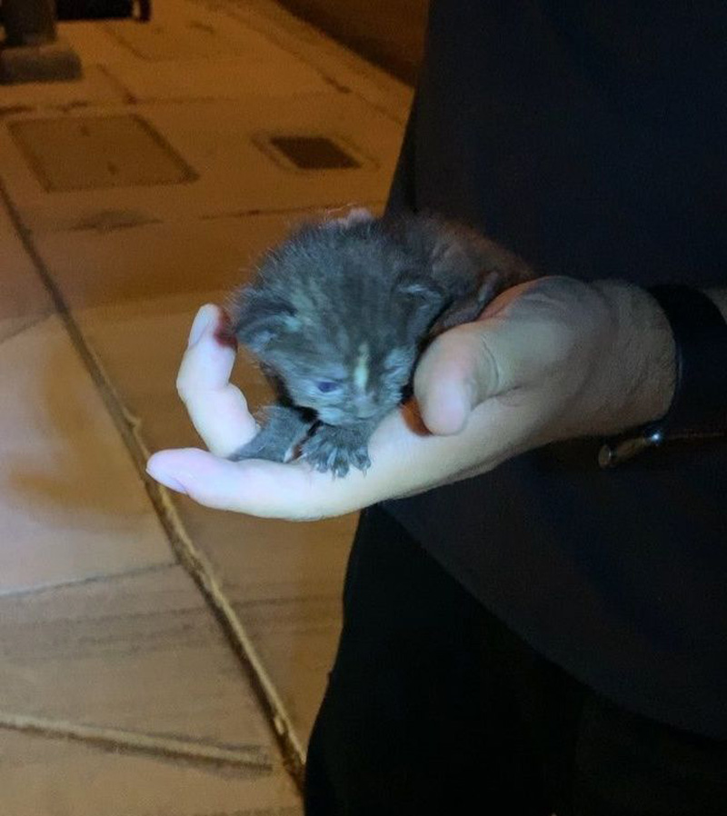 病気でご飯が飲み込めなかった子猫