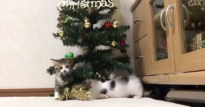 クリスマスツリーと子猫達