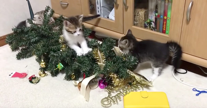 次々と子猫達に襲撃されるクリスマスツリー 好奇心旺盛な子猫達の大運動会に飼い主さんもついにお手上げ 艸 エウレカ