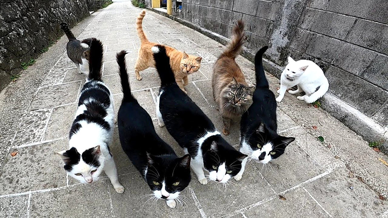 集まってくる猫達